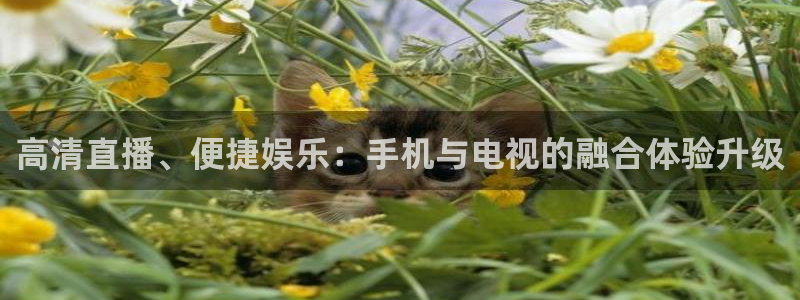 鲸鱼体育tv：高清直播、便捷娱乐：手机与电视的融合体验升级